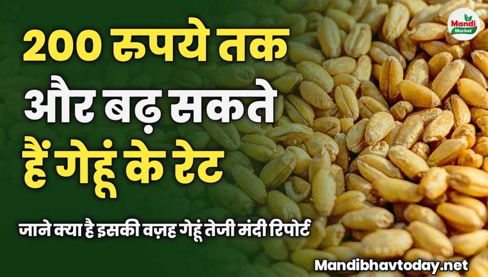 wheat teji mandi report