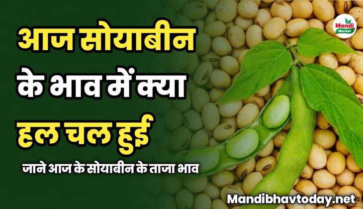 देखे आज सोयाबीन के भाव में क्या हल चल हुई | जाने आज के सोयाबीन के ताजा भाव 