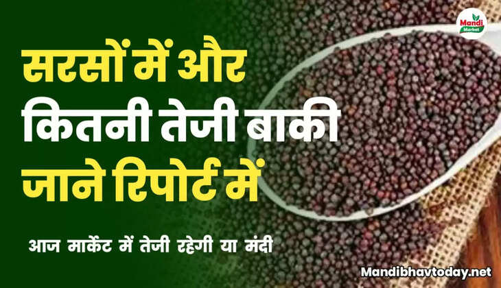 sarso teji mandi report