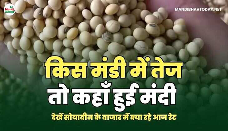 सोयाबीन IMAGE