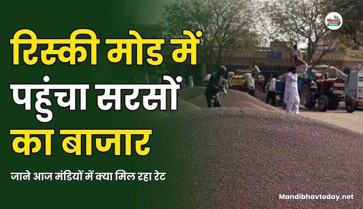 रिस्की मोड में पहुंचा सरसों का बाजार | जाने आज मंडियों में क्या मिल रहा रेट