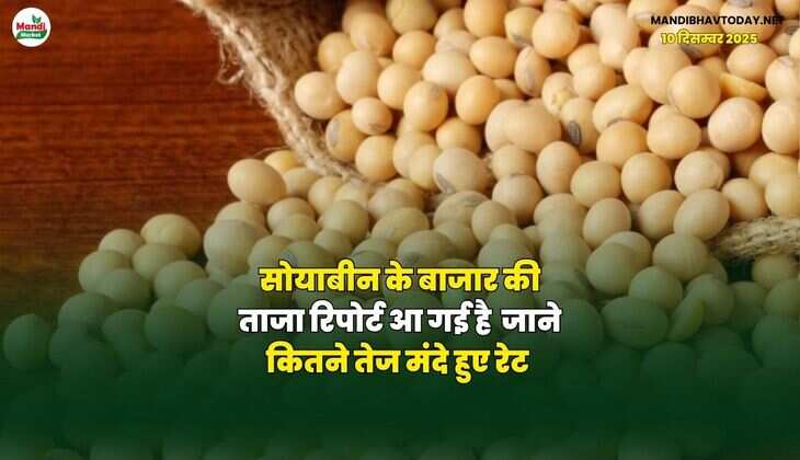 सोयाबीन के बाजार की ताजा रिपोर्ट आ गई है | जाने कितने तेज मंदे हुए रेट