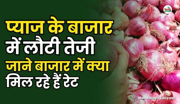 प्याज के बाजार में लौटी तेजी | जाने बाजार में क्या मिल रहे हैं रेट