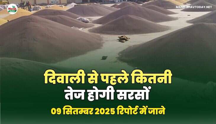 दिवाली से पहले कितनी तेज होगी सरसों - रिपोर्ट