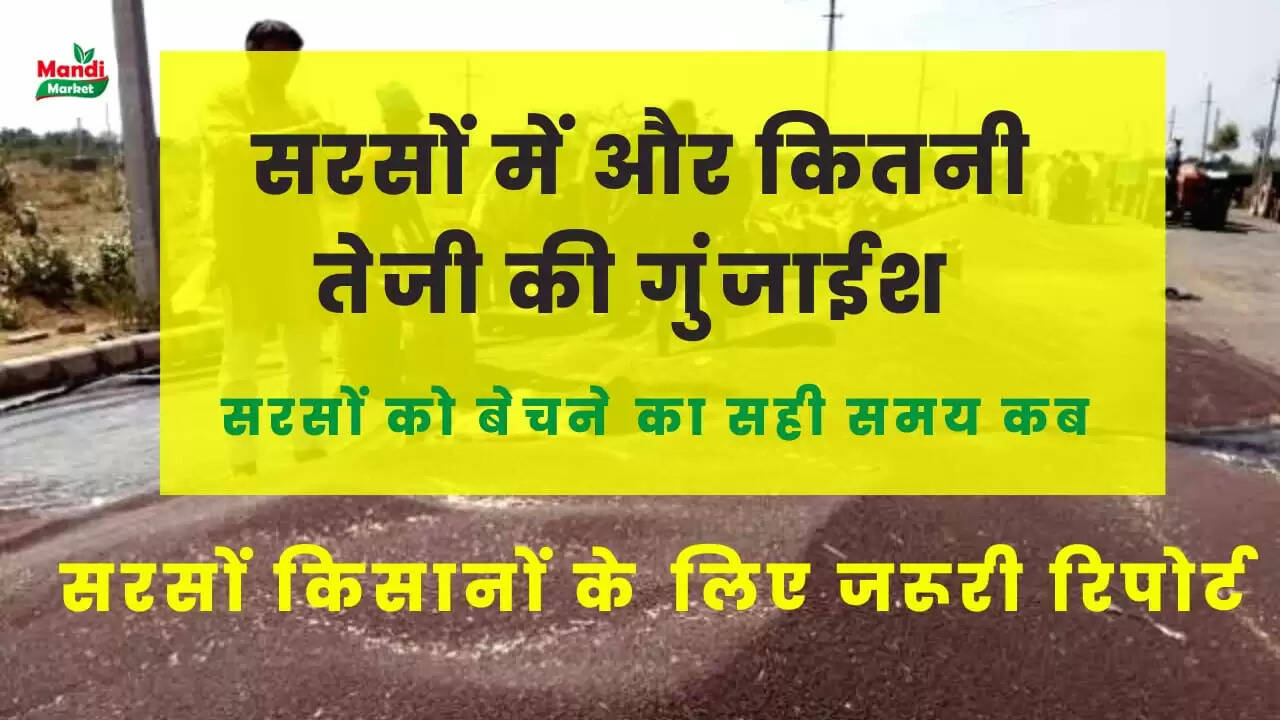 What is right time to sell mustard 09 Oct