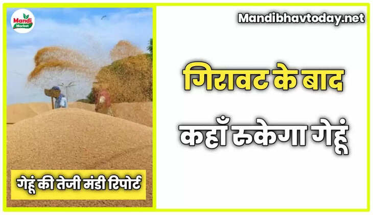 गिरावट के बाद कहाँ रुकेगा गेहूं देखे गेहूं की तेजी मंडी रिपोर्ट