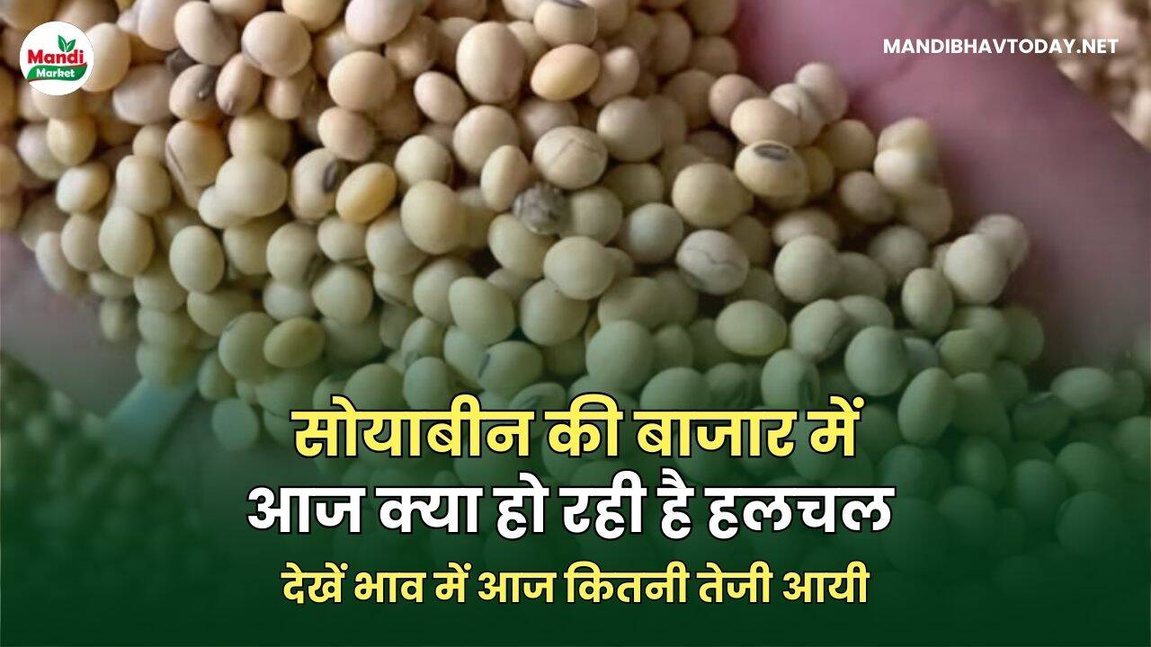 सोयाबीन की बाजार में आज क्या हो रही है हलचल | देखें भाव में आज कितनी तेजी आयी