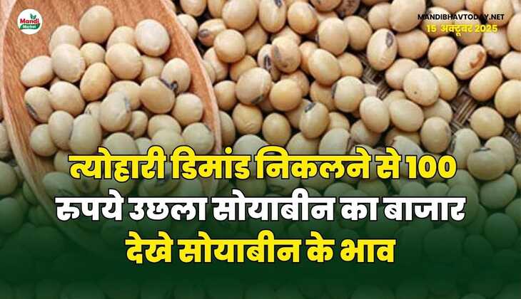 त्योहारी डिमांड निकलने से 100 रुपये उछला सोयाबीन का बाजार | देखे सोयाबीन के भाव
