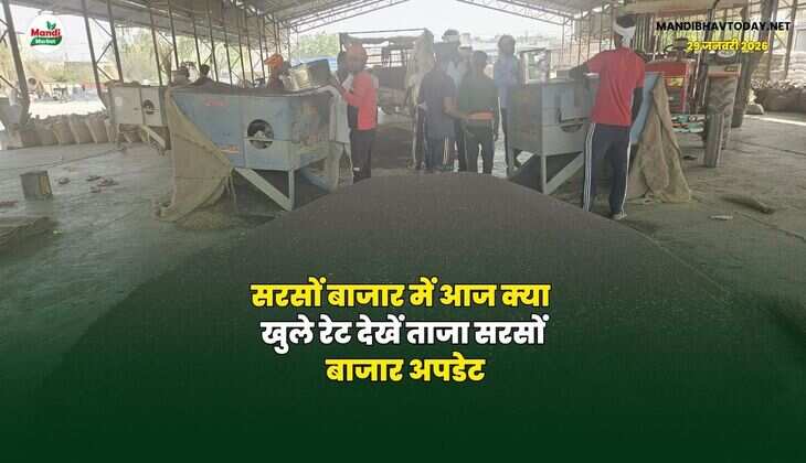 सरसों बाजार में आज क्या खुले रेट | देखें ताजा सरसों बाजार अपडेट