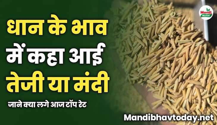 आज धान के भाव में कहा आई तेजी या मंदी | जाने क्या लगे आज टॉप रेट 