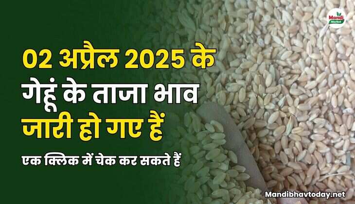 02 अप्रैल 2025 के गेहूं के ताजा भाव जारी हो गए हैं | एक क्लिक में चेक कर सकते हैं