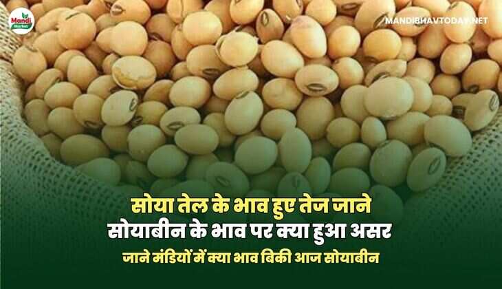 सोयाबीन के ताजा रेट