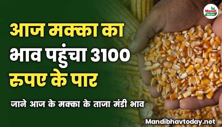 आज मक्का का भाव पहुंचा 3100 रुपए के पार | जाने आज के मक्का के ताजा मंडी भाव 