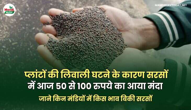 जाने किन मंडियों में किस भाव बिकी सरसों