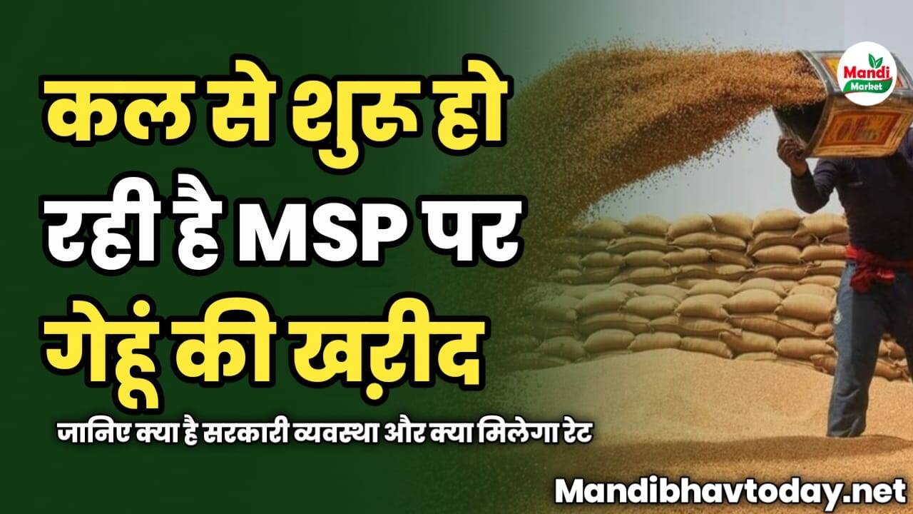 कल से शुरू हो रही है MSP पर गेहूं की खऱीद | जानिए क्या है सरकारी व्यवस्था और क्या मिलेगा रेट
