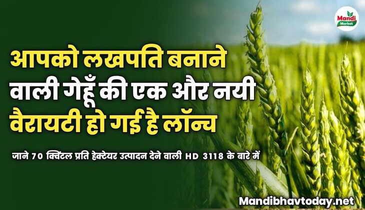 आपको लखपति बनाने वाली गेहूँ की एक और नयी वैरायटी हो गई है लॉन्च |  जाने 70 क्विंटल प्रति हेक्टेयर उत्पादन देने वाली HD 3118 के बारे में