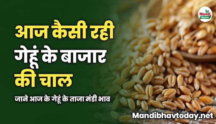 आज कैसी रही गेहूं के बाजार की चाल | जाने आज के गेहूं के ताजा मंडी भाव 