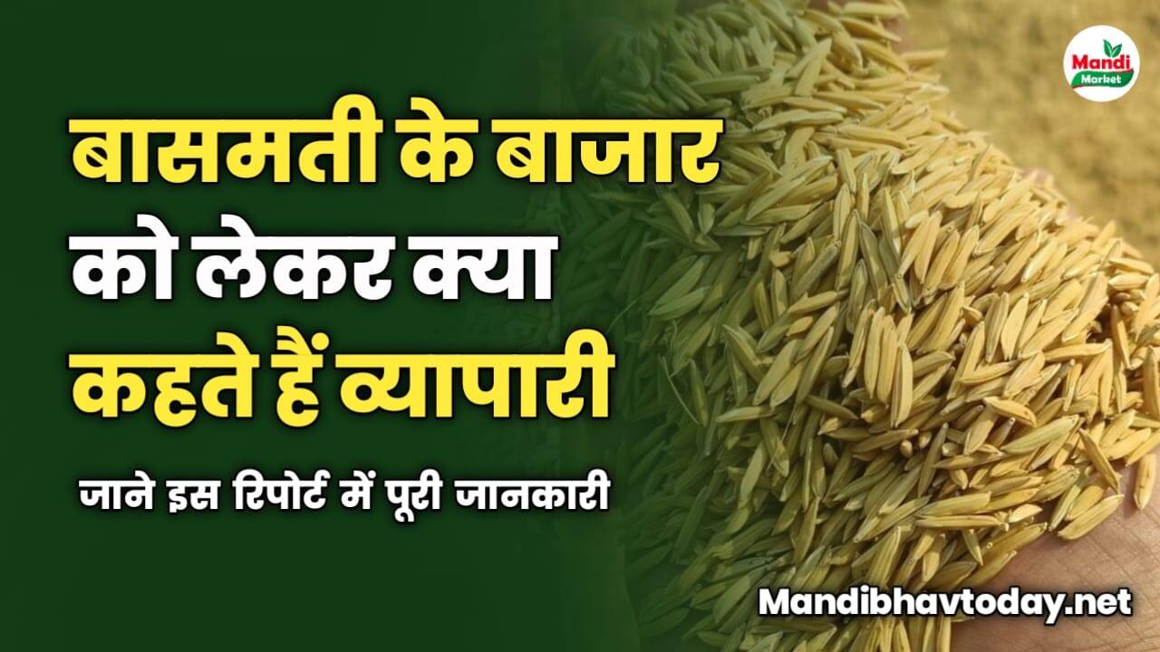 बासमती के बाजार को लेकर क्या कहते हैं व्यापारी | जाने इस रिपोर्ट में
