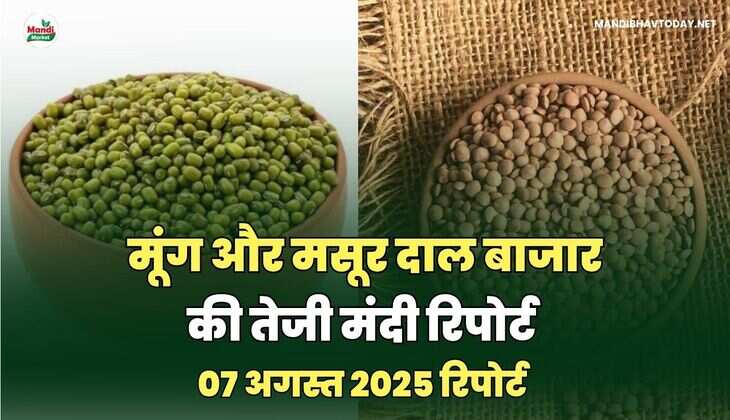 मसूर और मूंग  दाल की तेजी मंदी रिपोर्ट -07 अगस्त 2025