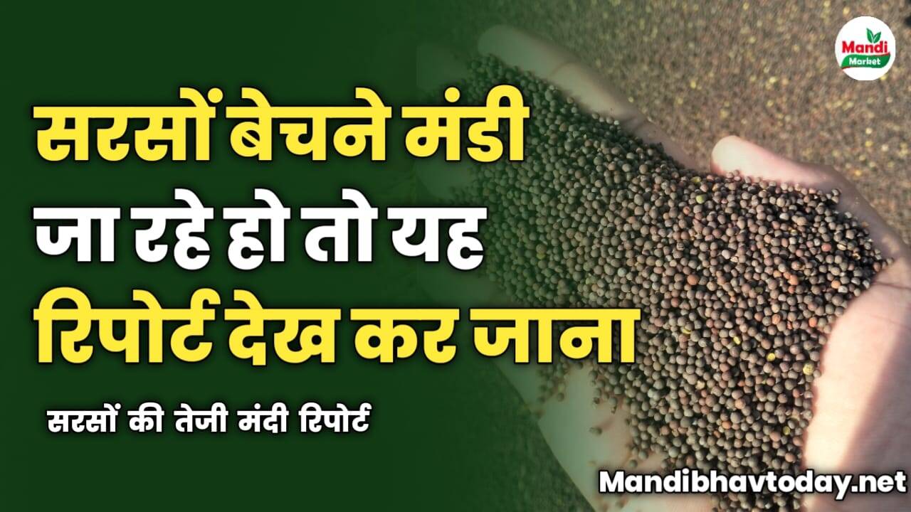 सरसों बेचने मंडी जा रहे हो तो यह रिपोर्ट देख कर जाना | सरसों की तेजी मंदी रिपोर्ट