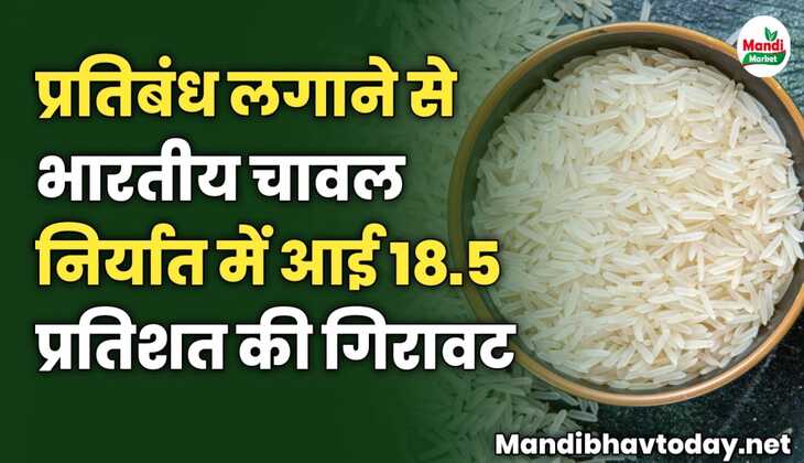 प्रतिबंधों के कारण भारतीय चावल निर्यात में आई 18.5 प्रतिशत की गिरावट | जाने पूरी जानकारी इस रिपोर्ट में 