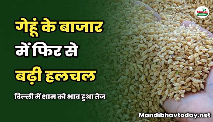 गेहूं के बाजार में फिर से बढ़ी हलचल | दिल्ली में शाम को भाव हुआ तेज