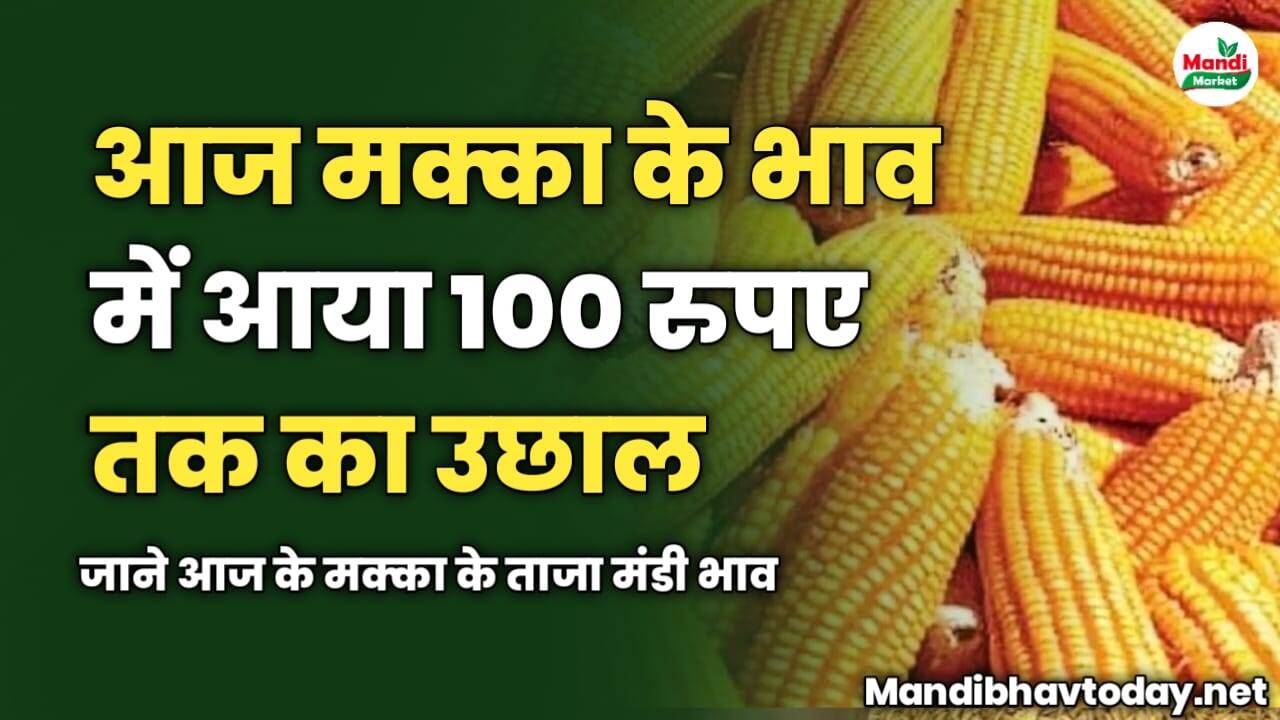 आज मक्का के भाव में आया 100 रुपए तक का उछाल | जाने आज के मक्का के ताजा मंडी भाव