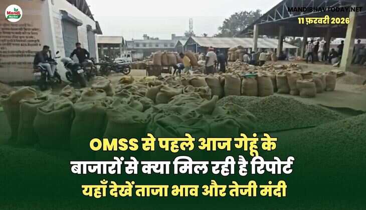 OMSS से पहले आज गेहूं के बाजारों से क्या मिल रही है रिपोर्ट | यहाँ देखें ताजा भाव और तेजी मंदी