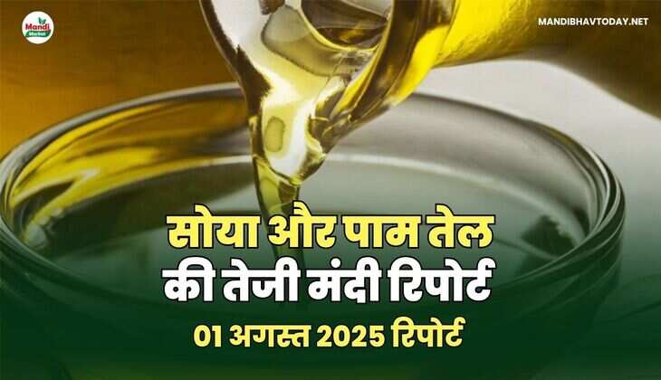  सोया और पाम तेल की तेजी मंदी रिपोर्ट 01 अगस्त 25 