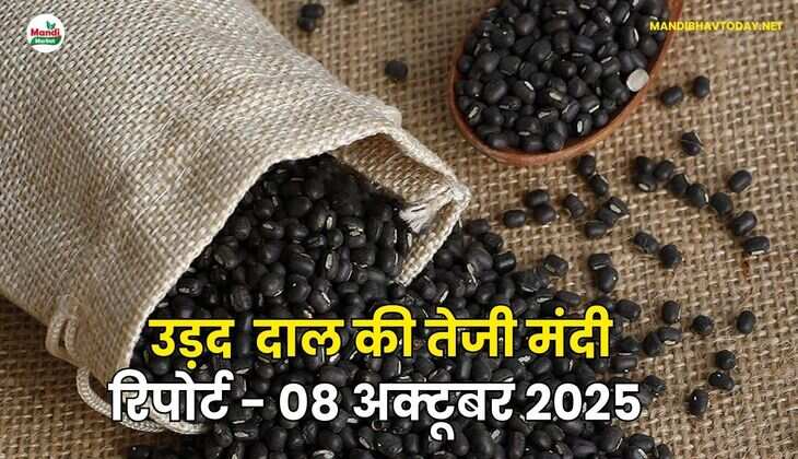 उड़द दाल की तेजी मंदी रिपोर्ट - 08 अक्टूबर 2025
