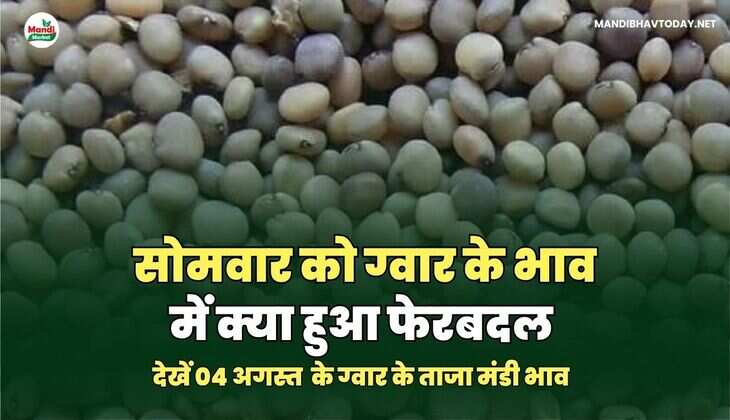 देखें 04 अगस्त  के ग्वार के ताजा मंडी भाव  