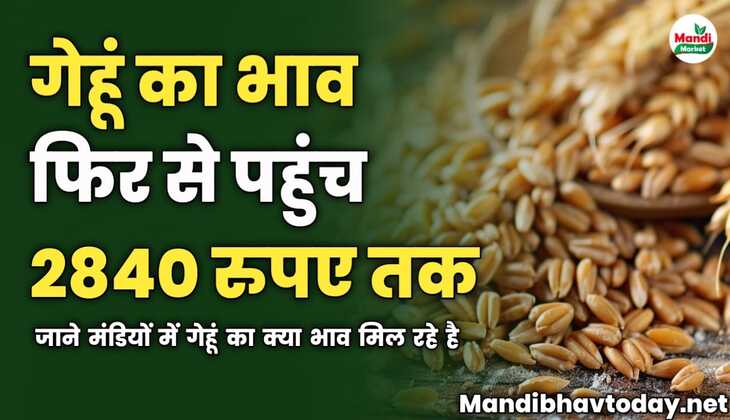 गेहूं का भाव फिर से पहुंच 2840 रुपए तक | जाने मंडियों में गेहूं का क्या भाव मिल रहे है 
