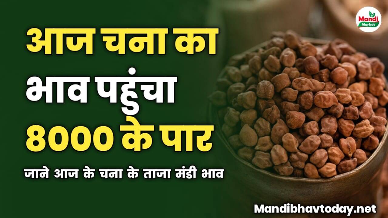 आज चना का भाव पहुंचा 8000 के पार | जाने आज के चना के ताजा मंडी भाव