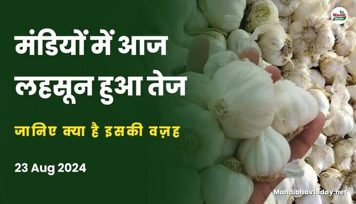 मंडियों में आज लहसुन हुआ तेज | जानिए क्या है इसकी वज़ह