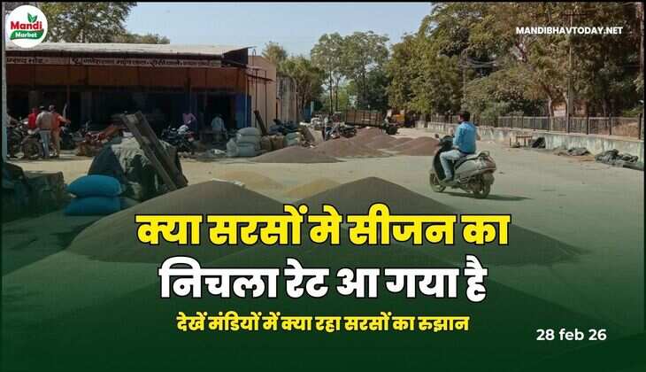 क्या सरसों मे सीजन का निचला रेट आ गया है | देखें मंडियों में क्या रहा सरसों का रुझान