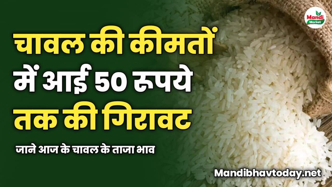 चावल की कीमतों में आई 50 रूपये तक की गिरावट | जाने आज के चावल के ताजा भाव