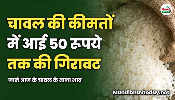 चावल की कीमतों में आई 50 रूपये तक की गिरावट | जाने आज के चावल के ताजा भाव 