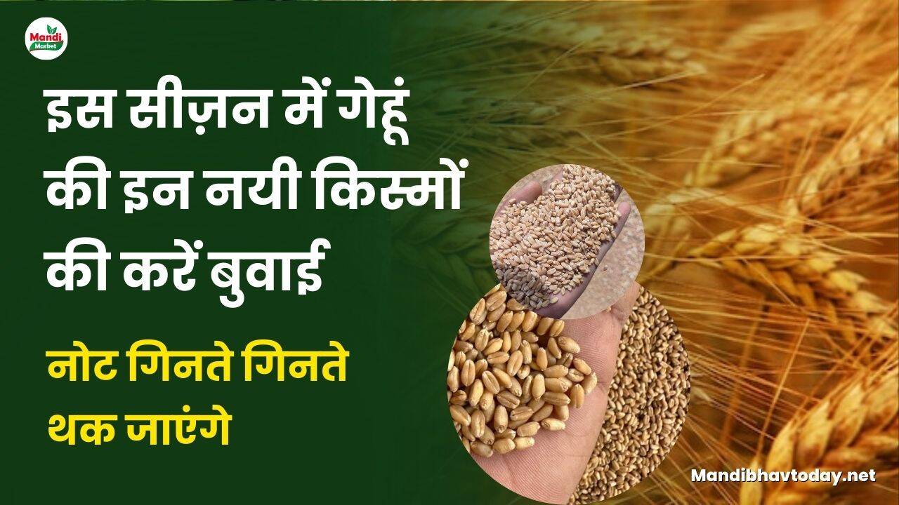 इस सीज़न में गेहूं की इन नयी किस्मों की करें बुवाई | नोट गिनते गिनते थक जाएंगे
