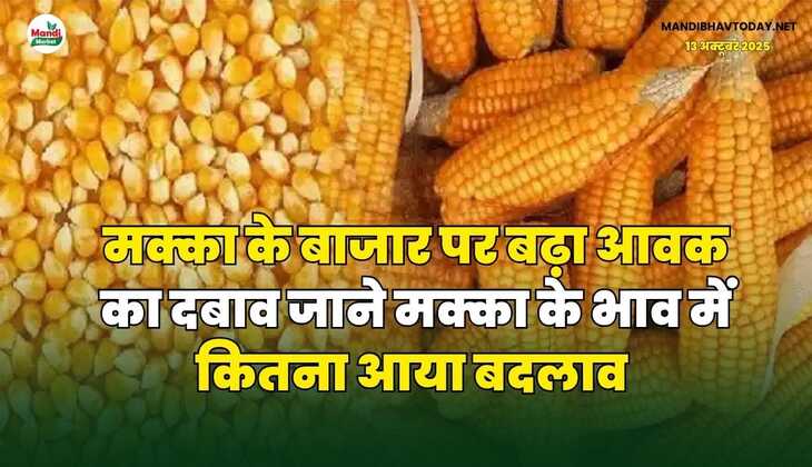 मक्का के बाजार पर बढ़ा आवक का दबाव | जाने मक्का के भाव में कितना आया बदलाव