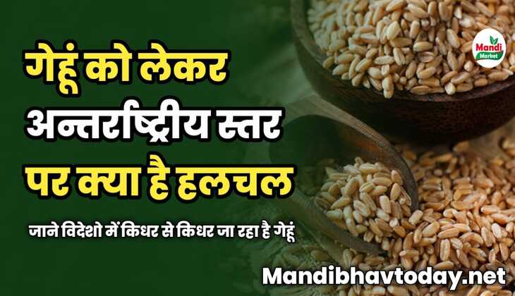गेहूं को लेकर अन्तर्राष्ट्रीय स्तर पर क्या है हलचल | जाने विदेशो में किधर से किधर जा रहा है गेहूं | भारत की क्या है स्थिति