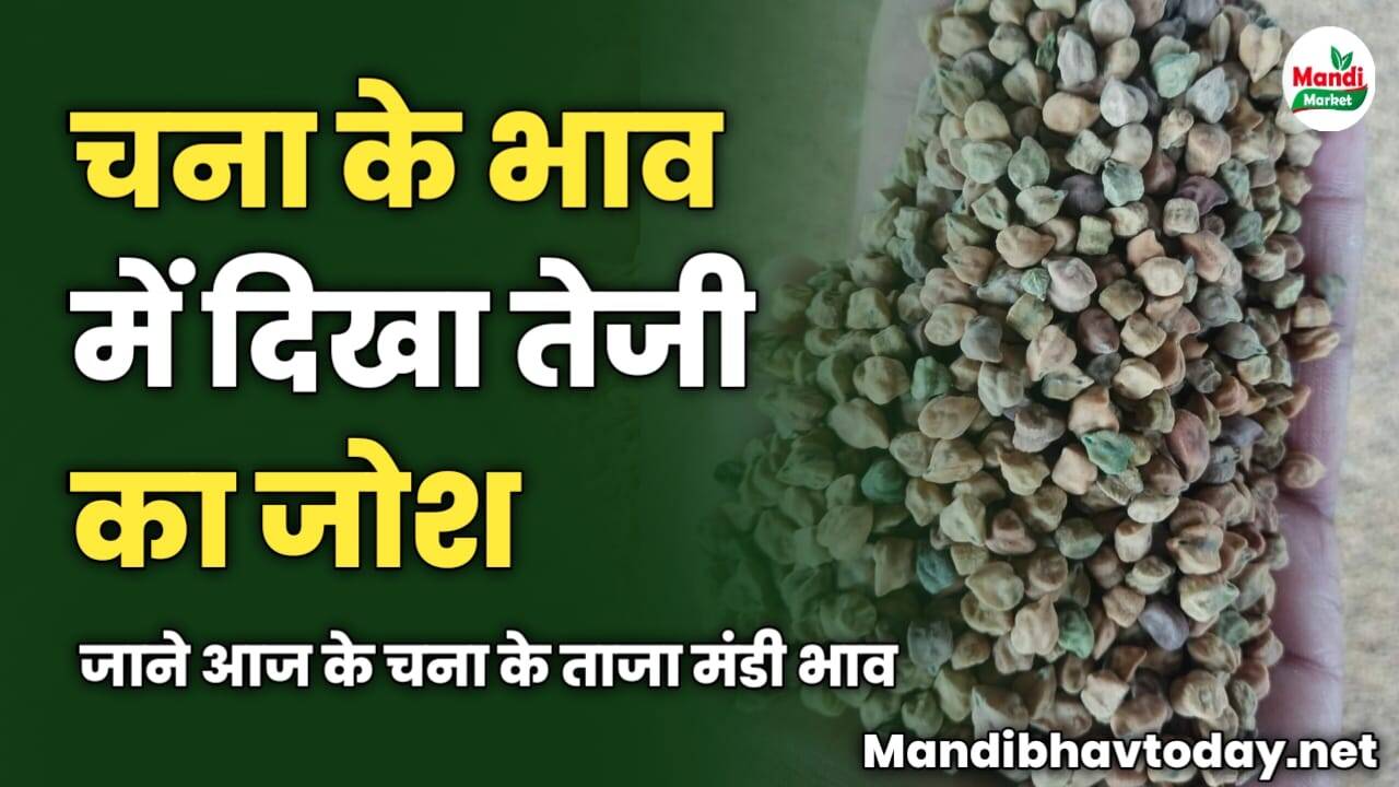 चना के भाव में दिखा तेजी का जोश | जाने आज के चना के ताजा मंडी भाव