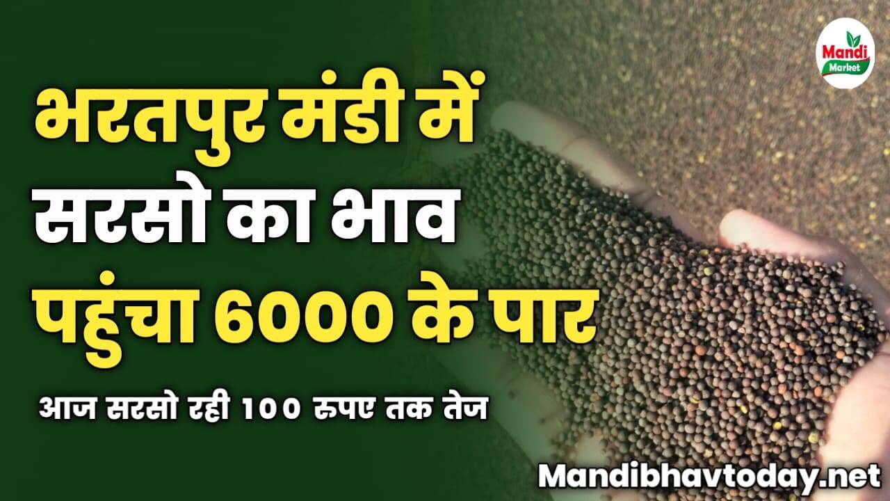 भरतपुर मंडी में सरसो का भाव पहुंचा 6000 के पार | आज सरसो रही 100 रुपए तक तेज