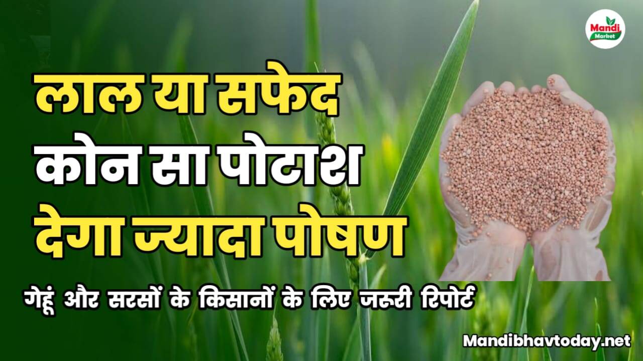 potash use in wheat