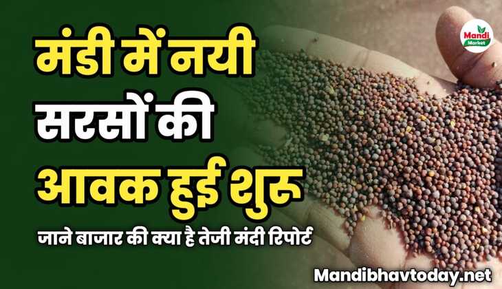 नयी सरसों की आवक हुई शुरू | जाने बाजार की क्या है तेजी मंदी रिपोर्ट
