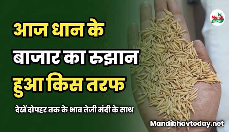 आज धान के बाजार का रुझान हुआ किस तरफ | देखें दोपहर तक के भाव तेजी मंदी के साथ