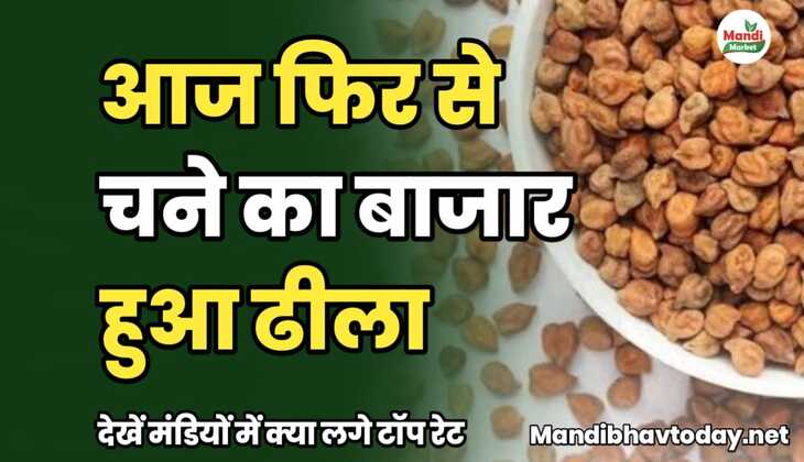 आज फिर से चने का बाजार हुआ ढीला | देखें मंडियों में क्या लगे टॉप रेट chane ke taja mandi bhav 27 december  2024