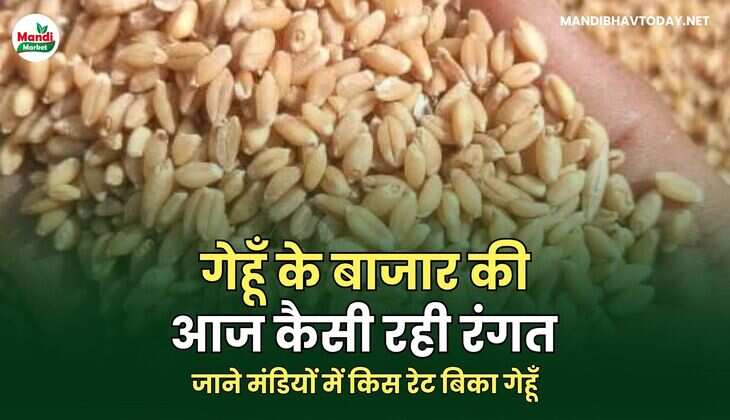 जाने मंडियों में किस रेट बिका गेहूँ