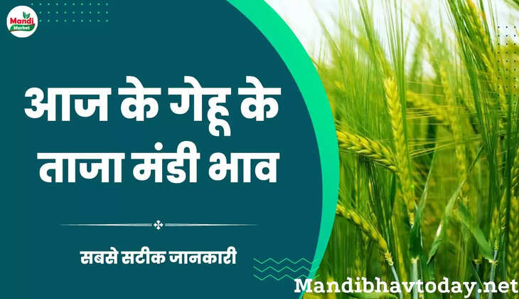 देखें आज के गेहूं/कनक के लाइव रेट wheat kanak gehu Live Rate Today 22 Feb 2023