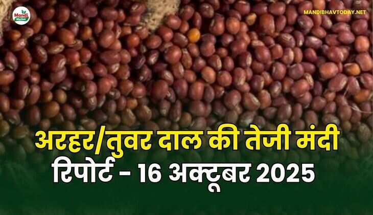  अरहर /तुवर  दाल की तेजी मंदी रिपोर्ट - 16 अक्टूबर 2025