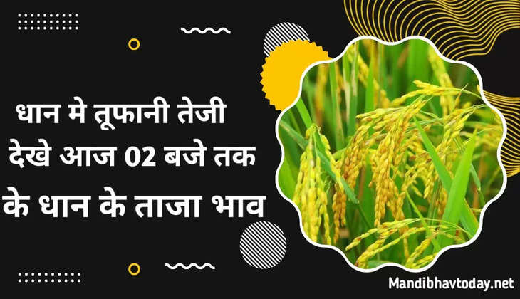 धान मे तूफानी तेजी देखे आज 02 बजे तक के धान के भाव 1121, 1718, 1509, 1401 DB धान के ताजा भाव 